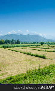 Tomato field on bright summer day