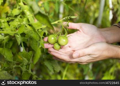Tomato harvest. Farmers hands with freshly harvested tomatoes&#xA;