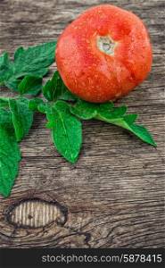 tomato harvest. one ripe tomatoes with green leaves on wooden background