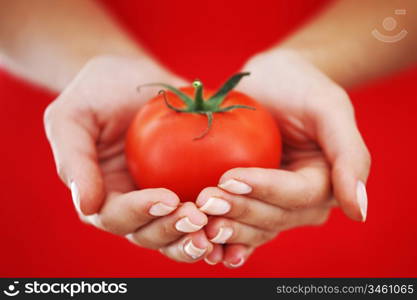 tomato in woman hands close up