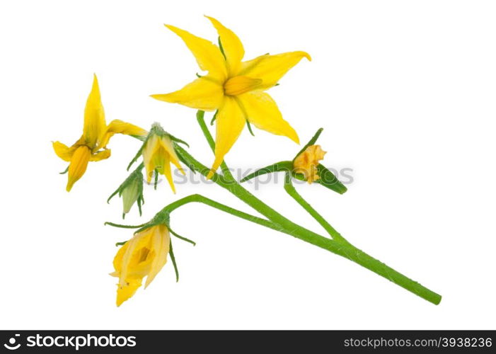 Tomato plant flower