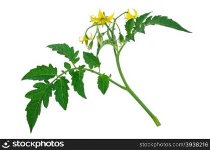 Tomato plant flower and leaf sprig