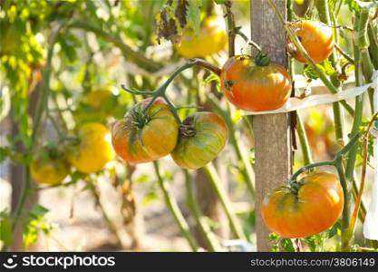 Tomato plant in the vegetable garden