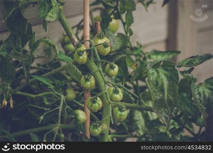 Tomato plant with fresh green tomatoes in a greenhouse