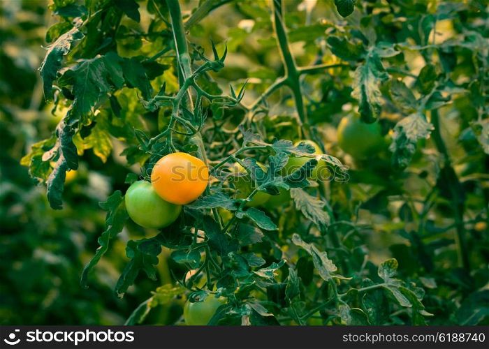 Tomato plant with fresh tomatoes in orange and green colors