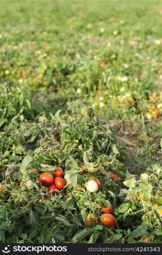 Tomato plantation and tomatoes for canning.