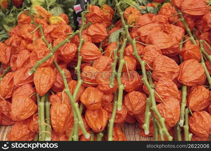 Tomato plants