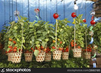 Tomato plants