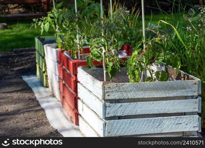 Tomato plants planted in wooden boxes, spring day