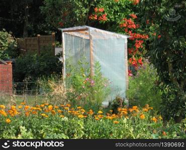 Tomato shelter in a garden
