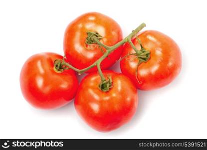 Tomatoes branch isolated on white. Concept of cooking