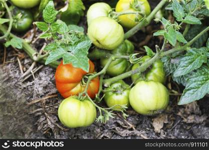 Tomatoes close up. Ripening tomatoes on branches in natural conditions.