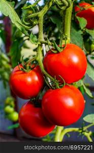Tomatoes growing in garden. Tomatoes growing in garden. Cultivated fresh vegetables. Tomatoes in vegetable garden.