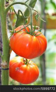 tomatoes growing on a branch in a greenhouse