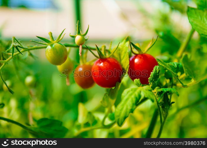 tomatoes grown in a greenhouse