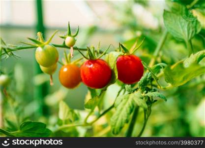 tomatoes grown in a greenhouse
