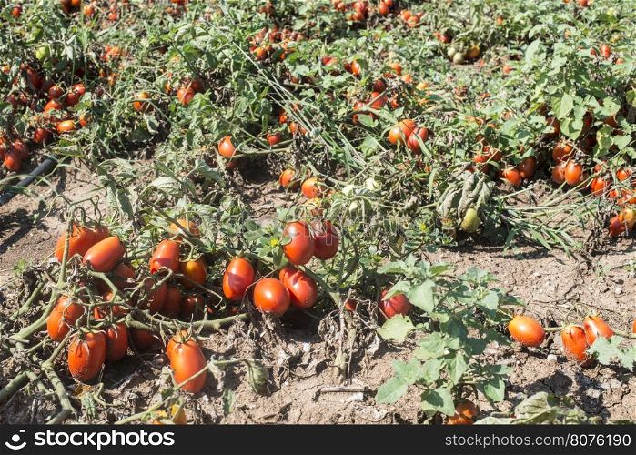Tomatoes grown in the field. Authentic plants. Greece