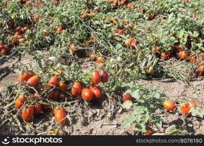 Tomatoes grown in the field. Authentic plants. Greece