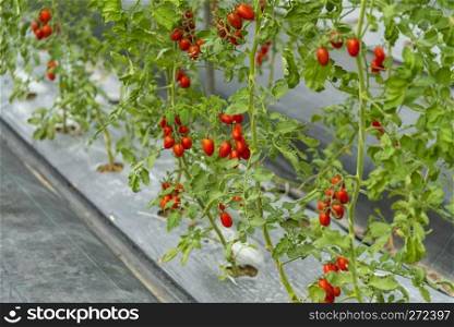 Tomatoes grown in the house of modern agricultural technology systems