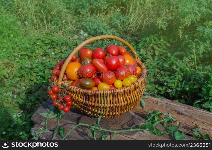 Tomatoes in a basket on nature blurry bokeh background. Fresh tomatoes in a basket on blurry empty background. Selective focus.. Red tomatoes in a basket. Tomatoes in a basket on a nature background