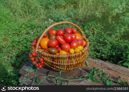 Tomatoes in a basket on nature blurry bokeh background. Fresh tomatoes in a basket on blurry empty background. Selective focus.. Red tomatoes in a basket. Tomatoes in a basket on a nature background