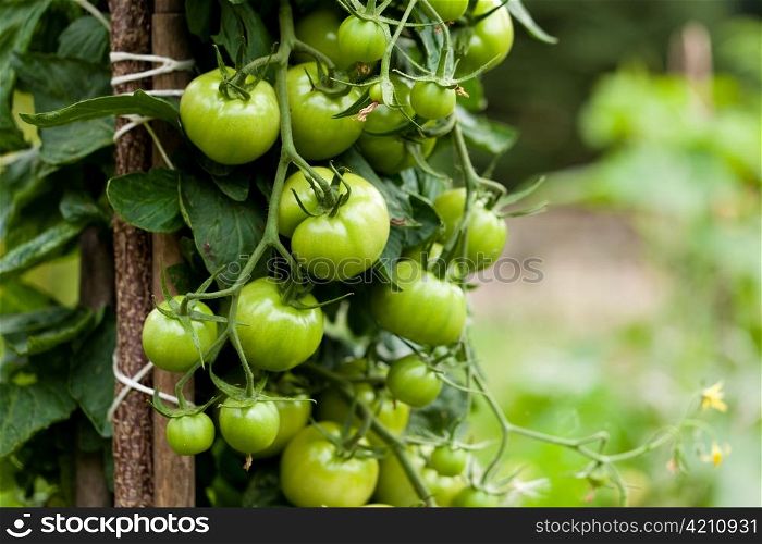 Tomatoes in a garden; close up