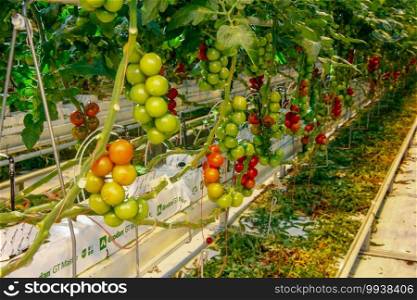 Tomatoes in a greenhouse on a hydroponic system with drip irrigation
