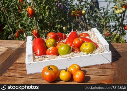 Tomatoes in a wooden crate after harvesting in a vegetable garden