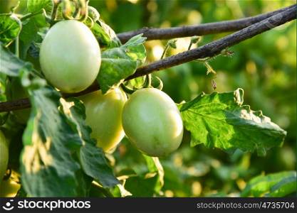 Tomatoes in the field
