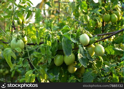 Tomatoes in the field