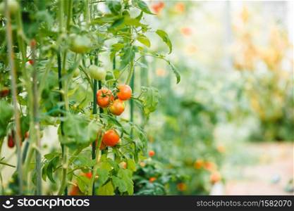 Tomatoes in the garden. Vegetable garden with plants of red tomatoes. Ripe tomatoes on a vine, growing on a garden. Red tomatoes growing on a branch.. Red ripe tomatoes on the branch in greenhouse