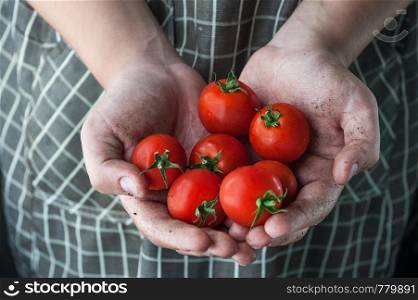 tomatoes in the hands stained in the ground
