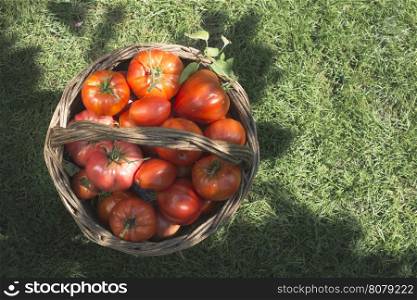 Tomatoes in wooden basket on green meadow. Sun light