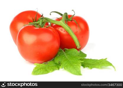 tomatoes isolated on white