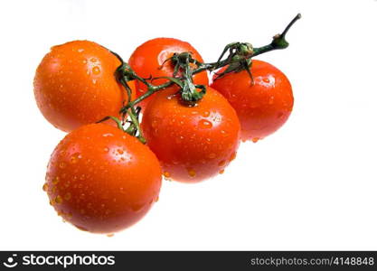 Tomatoes on branch in drops of water