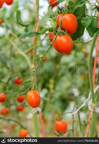 Tomatoes on its tree