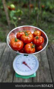 Tomatoes on scales in home organic garden. Measure tomatoes weight in the farm.