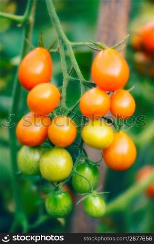 Tomatoes on stems, close-up