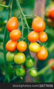 Tomatoes on stems, close-up