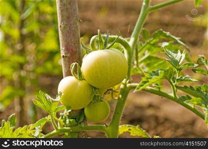 tomatoes. tomato