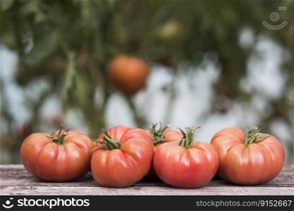 Tomatoes vegetable garden, organic products