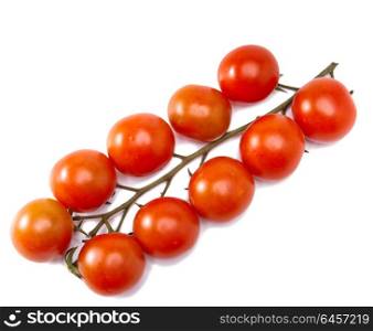 tomatos branch