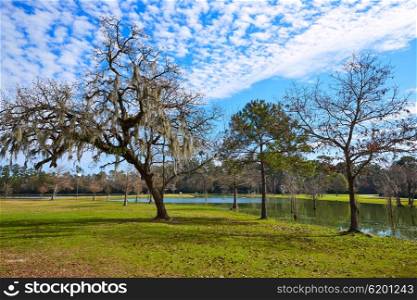Tomball Burroughs park in Houston Texas with mossy oaks