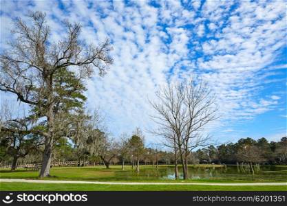 Tomball Burroughs park in Houston Texas with mossy oaks