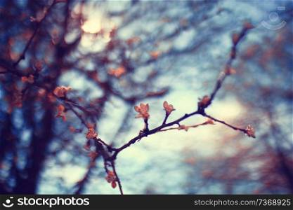 toned background spring tree branches with young leaves sun glare blur bokeh