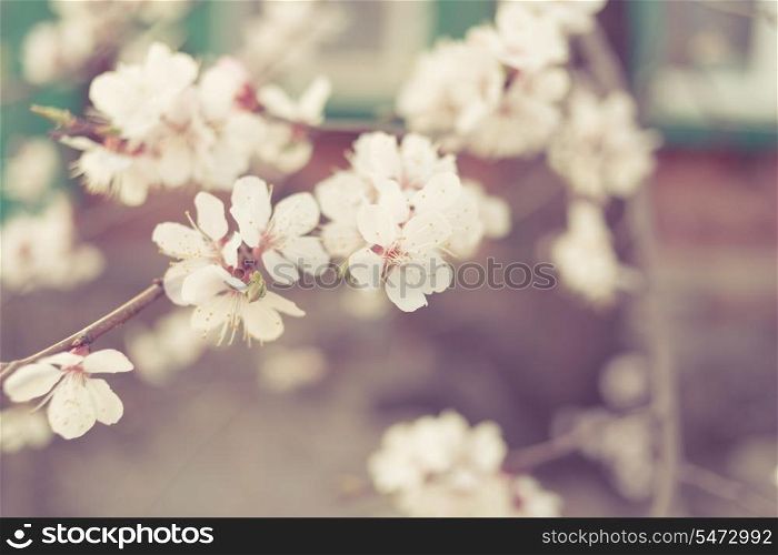 Toned cherry flowers closeup