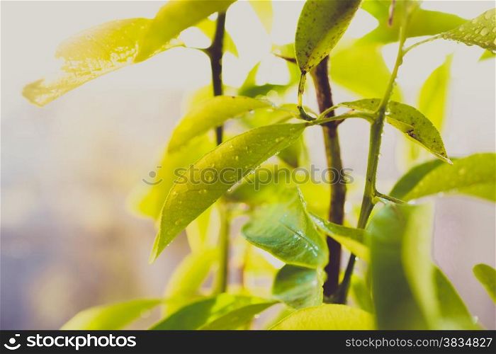 Toned closeup photo of wet green tree leaves