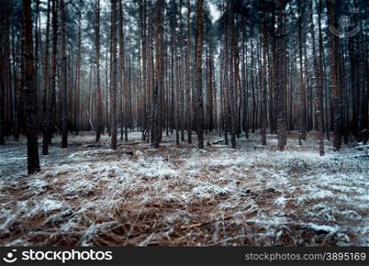 Toned landscape of dark forest covered by snow