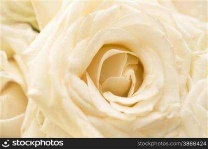 Toned macro shot of beautiful fresh white rose