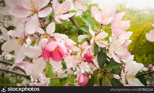 Toned macro shot of beautiful pink flowers on branch at sunny day